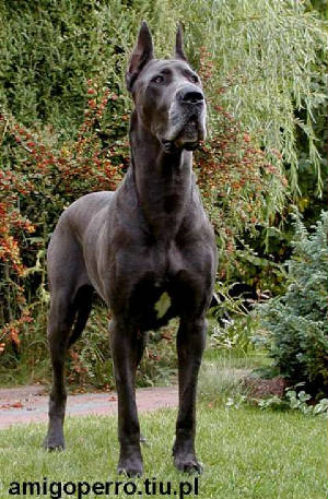 bluegreatdane.jpg