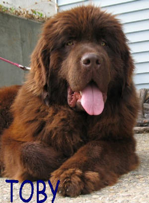 brownnewfoundland.jpg