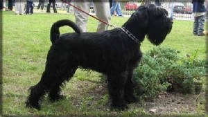 standardblackschnauzer.jpg