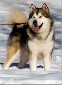 alaskanmalamute.jpg