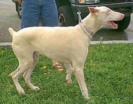 albinodobermanpinscher.jpg