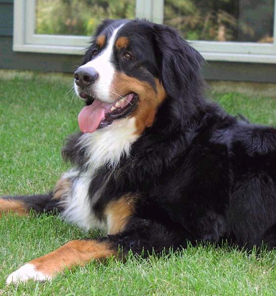 bermesemountaindog.jpg