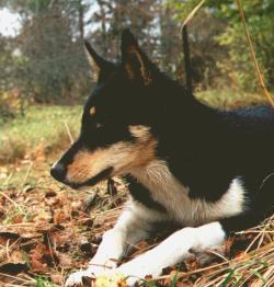 blackandtansiberianhusky.jpg