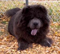 blackchowchow.jpg