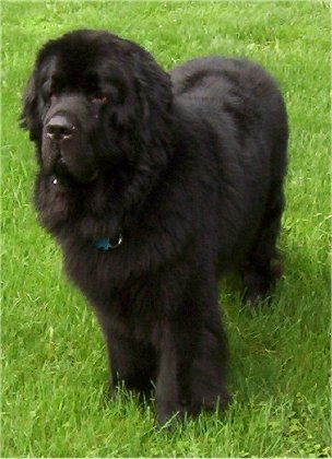 blacknewfoundland.jpg