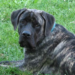 brindle_mastiff.jpg