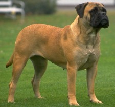 bullmastiff.jpg