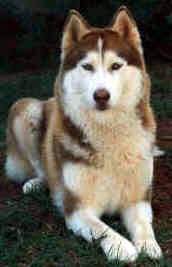 coppersiberianhusky.jpg