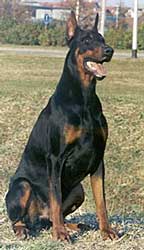 doberman_pinscher.jpg