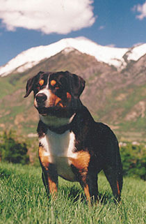 entlebuchermountaindog.jpg