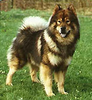 eurasier.jpg