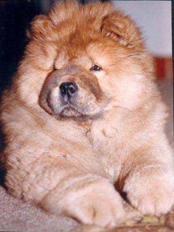 fawnchowchow.jpg