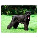 giant_schnauzerblack.jpg