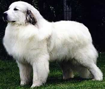 greatpyrenees.jpg