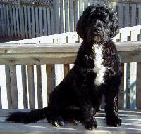 portuguese_waterdog.jpg