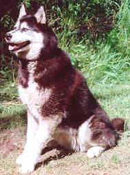 reddishblack_siberianhusky.jpg