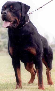 rottweiler.jpg