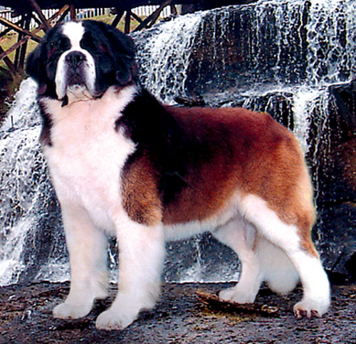 saintbernard.jpg