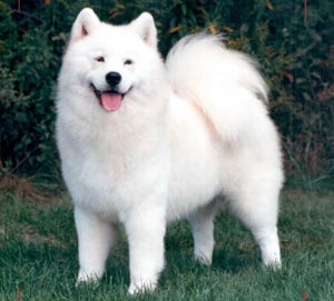 samoyed.jpg