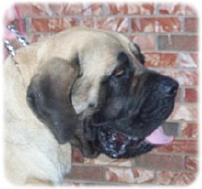 silverfawn_mastiff.jpg